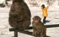 Les célèbres singes du Mont Emei sont rarement visibles pendant le froid hivernal. Mais pour le Nouvel An, le temps était clair, ensoleillé et les singes étaient sortis pour jouer et chercher de la nourriture. (NTD)Les célèbres singes du Mont Emei sont rarement visibles pendant le froid hivernal. Mais pour le Nouvel An, le temps était clair, ensoleillé et les singes étaient sortis pour jouer et chercher de la nourriture. (NTD)（攝影:  / 大紀元）  