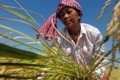 Une Cambodgienne récolte du riz dans la province de Kampong Speu. Le rapport des Nations unies établit que le système économique actuel ne peut pas satisfaire les demandes globales croissantes de nourriture, d’énergie et d’eau. (Tang Chhin Sothy/AFP/Getty Images)（Stringer: TANG CHHIN SOTHY / 2010 AFP）  