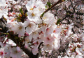 Depuis les années 1970 la floraison des cerisiers est avancée d’une semaine.（攝影:  / rttttt）  