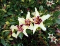 L’hibiscus insularis est en voie de disparition. (Wilkipedia)  