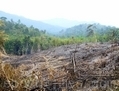 En Malaisie, on peut voir la forêt tropicale détruite à Bornéo. Une nouvelle étude constate que la faune et la flore des zones protégées des forêts tropicales sont de plus en plus menacées. (Courtesy of Karl Eduard Linsenmair)