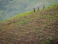 Des agriculteurs traversent une plantation de coca dans les montagnes du département de Cauca, en Colombie le 21 Juin 2012. (Luis Robayo/AFP/GettyImages) 