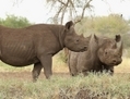 19 juin 2012, en Tanzanie,  rhinocéros du sanctuaire des Rhinocéros de Mkomazi. (Mark Kolbe/Getty Images)
