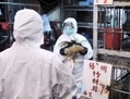 Les fonctionnaires du gouvernement de Hong Kong saisissent t des poulets au marché où le virus H5N1 a été trouvé dans la volaille en 2008. Le gouvernement de Hong Kong a récemment ordonné l’arrêt de toutes les importations de volailles en provenance de Chine. (Andrew Ross/AFP/Getty Images)