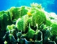 Le courant chaud apporté par El Niño peut causer d’immenses dommages aux récifs de coraux tropicaux, aux algues et aux poissons. (Images Wikipédia: blanchiment du corail)