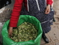 Une paysanne andine vend des feuilles de coca sur un marché de la ville de Cuzco. Les feuilles sont utilisées pour des  infusions et la mastication traditionnelle, mais la majeure partie de la production de coca est destinée à devenir la matière première de la cocaïne. (Eitan Abramovich/AFP/Getty Images)