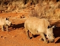 Un rhinocéros noir femelle sans corne, suivi de son petit dans une réserve de chasse en Afrique du Sud, le 3 août. Sa corne lui a été enlevée, sans doute par les défenseurs de la faune pour la protéger des braconniers. (Stephane De Sakutin/AFP/Getty Images)