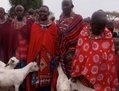 Des exciseuses traditionnelles reçoivent quatre chèvres pour leur soutien dans les rites de passage alternatifs, une autre solution aux cérémonies traditionnelles incluant l’excision. (avec l’aimable accord de l’African school of Kenya)