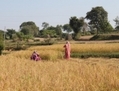 Chak Changa, village de Hiranagar, État de Jammu, octobre 2012, près de la frontière indo-pakistanaise, deux femmes occupées à la récolte du riz. (Vénus Upadhayaya/Epoch Times)