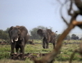 Photo prise le 30 décembre 2012 éléphants dans la réserve d’Amboseli, à environ 250 km au sud de Nairobi, la capitale du Kenya. (Tony Karumba/AFP/Getty Images)