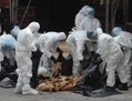 Le 21 décembre 2011, des employés mettent des poulets morts dans des sacs en plastique après qu’ils aient été tués dans un centre de distribution de poulets vivants à Hong Kong. (Aaron Tam/AFP/Getty Images)