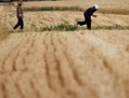 Le 29 mai 2011, des paysans glanent le blé dans un champ à Huaibei, dans la province d’Anhui. Cette province utilisera 125.000 moissonneuses-batteuses pendant cette saison de récolte du blé, et on estime que les travaux seront pratiquement achevés en 10 jours. (Photo by ChinaFotoPress/Getty Images)
