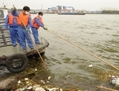 11 mars 2013, les travailleurs de l’assainissement des eaux (à gauche) recueillent un cochon mort du fleuve principal de Shanghai. Près de 6000 porcs morts ont été retrouvés flottants dans le cours d’eau le plus important de la ville, les habitants expriment désormais leurs craintes quant à une possible contamination de l’eau potable. (Peter Parks/AFP/Getty Images) 