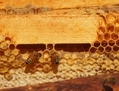 Au Québec, les abeilles ont été importées par les colons. Elles ne peuvent pas survivre à l’hiver sans l’aide de l’homme. (Nathalie Dieul/Époque Times)