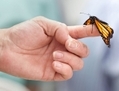 Un papillon monarque est vu en Nouvelle-Zélande en 2012. (Marty Melville/AFP/Getty Images)
