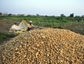 Les agriculteurs indiens récoltent des pommes de terre dans un champ près d’Allahabad, en Inde, le 12 Mars 2013. L’Inde est le deuxième producteur mondial de produits agricoles. (Sanjay Kanojia/AFP/Getty Images)