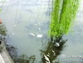 Poissons morts flottant dans la rivière Sijing Tang à Shanghai le 4 avril. (Weibo.com)