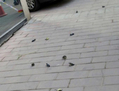 24 avril 2013, plus de 10 oiseaux morts ont été retrouvés à l'extérieur d'un hôpital de Pékin. (Weibo.com)
