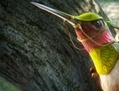 Ronin (Colin Farrell) chevauche un colibri pour protéger la forêt et sa reine. (20th Century Fox/Blue Sky Studio)

