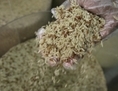 Riz sur un marché de Rio de Janeiro, au Brésil, le 24 avril 2008. Une étude réalisée par des chercheurs brésiliens a démontré des taux très élevés d’arsenic dans le riz en provenance du Brésil (AP Photo/Ricardo Moraes).