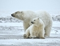 Les ours polaires sont de plus en plus touchés par le changement climatique. Leurs habitats se raréfient et l'incapacité de leur système immunitaire à réagir aux agents pathogènes liés aux températures plus élevées les rend vulnérables. (Gracieuseté d’Alan Wilson)  