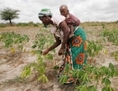 Naozua Chigamba cueille des feuilles de manioc à Mwanda, un village à l'est du Kenya, en 2009, après une période de sécheresse qui a frappé de nombreuses régions du pays un an auparavant. Les aliments génétiquement modifiés ont été autorisés au Kenya pendant les périodes de sécheresse, ensuite fin 2012, le conseil des ministres du pays a interdit unilatéralement toutes les importations des produits alimentaires OGM. (AP Photo/Khalil Senosi)