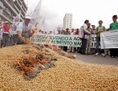 Un membre du Mouvement des Travailleurs sans Terre du Brésil brûle des graines de soja transgéniques lors d'une manifestation précédant la cérémonie d'ouverture de la huitième réunion de la Conférence des Parties à la Convention sur la biodiversité (COP 8) à Curitiba, au Brésil, le 27 mars 2006. On estime à 88,8 % le soja transgéniquement modifié cultivé au Brésil. (Orlando Kissner/AFP/Getty Images)