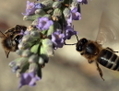 Les abeilles récoltent le nectar des fleurs de lavande. Dans l’acupuncture d’abeille, le venin est administré à des patients par des abeilles en vie qui mourront peut après avoir fait leur piqûre. (Boris Horvat/AFP/Getty Images)