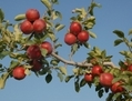 Les pommes Sunrise biologiques de M. Maniadakis (Gracieuseté de Manuel Maniadakis)