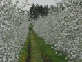 Les pommiers du Verger biologique Maniadakis lors de la floraison des pommiers durant le mois de mai (Gracieuseté de Manuel Maniadakis)