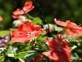 Très populaire en Amérique du Nord depuis les années 1980, l'impatiens (<i>Impatiens walleriana</i>) est une plante offrant un vaste choix de fleurs aux couleurs éclatantes. (Creative Commons)