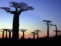 Silhouette crépusculaire d'anciens baobabs lors du coucher du soleil malgache près de Morondava, à 700 kilomètres au sud d'Antananarivo, la capitale de Madagascar, le 23 juillet 2007. Le gouvernement malgache a récemment qualifié de zone protégée la zone des baobabs de 320 hectares dans le but de préserver cette ressource naturelle. (Gregoire Pourtier / AFP / Getty Images)