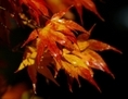 Légende : L'automne amène des feuilles colorées et plus d'une occasion de jardiner. (Dan Istitene/Getty Image)