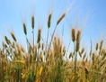 Lorsque des tiges de blé GM venant d'un ancien champ d'essai Monsanto ont été trouvées au printemps en train de pousser dans l'Oregon, des acheteurs étrangers assez exigeants ont reporté leurs importations américaines. Les entreprises agroalimentaires mettent maintenant la pression à l'USDA pour qu'il intensifie la surveillance et la transparence sur les cultures expérimentales. (KAREN BLEIER/AFP/Getty Images)