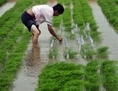 Le 11 juin 2011, un chercheur chinois examine le riz dans une ferme à Wuhan, province de Hubei au centre de la Chine. Selon des rapports récents, le riz de la province du Hunan est contaminé par des métaux lourds. (STR/AFP/Getty Images)
