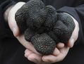 <i>Tuber melanosporum</i>, la truffe noire du Périgord. (Pierre Sourzat)