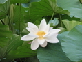 Récemment, une équipe de soixante-dix chercheurs a séquencé le génome du <i>Nelumbo nucifera</i> ou lotus sacré, ce qui devrait aider les scientifiques à comprendre comment cette plante est capable de survivre pendant des milliers d’années. Le lotus sacré fut symbole d’immortalité et de résurrection, inspirant les croyants à travers les âges. (Syl Lebar)