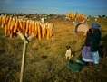 Nono, agricultrice âgée cultivant le maïs à Qunu, Afrique du Sud, verse des épis dans une bassine. La majorité du maïs du pays est maintenant génétiquement modifié. (Carl de Souza/AFP/Getty Images) 