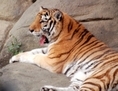 Majestueux, un tigre se repose sur un rocher. Le célèbre peintre chinois Gu Kaizhi était également connu sous le surnom de u00abTête de tigre», signifiant le u00abChef des tigres». (Jiayi Wang/Epoch Times)
