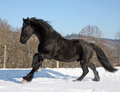 Nomade, le cheval ne supporte pas la contrainte physique. (Wikipedia)