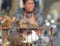 Le 6 janvier, un vendeur de rue propose des volailles vivantes à Shanghai. Au mois de janvier 2014, au moins 101 cas de grippe aviaire ont été enregistrés, dont dix ont entraîné la mort. (Peter Parks/AFP/Getty Images)
