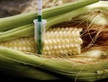 Les OGM et les pesticides sont réputés nocifs pour la santé. Pourtant les pressions des multinationales de l’agroalimentaire restent fortes. (AFP PHOTO/Jean-Pierre Muller)