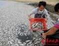 Fin octobre 2013, des milliers de poissons morts flottent sur un lac de Shenzhen, province du Guangdong, probablement en raison de la pollution par les égouts et les rejets industriels. La question de la sécurité alimentaire hante les Chinois depuis bien longtemps. (ycwb.com) 