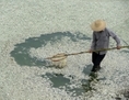 3 septembre 2013: Un habitant enlève des poissons morts de la rivière Fuhe à Wuhan, dans la province du Hubei en Chine centrale, polluée par un taux élevé d’ammoniaque. Selon de récents rapports officiels, les rivières et les réserves d’eau souterraines sont gravement polluées. (STR/AFP/Getty Images) 