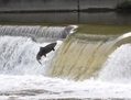 Une étude de 2012 sur l’effondrement du stock de saumons chinook du fleuve Sacramento, révèle que les espèces sauvages ne s’en remettront sans doute jamais. (WIKIPEDIA)