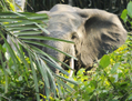 Lors de l’Assemblée des Nations unies pour l’environnement, John Scanlon, directeur de la Cites, la Convention sur le commerce international des espèces menacées d’extinctions, une organisation liée à l’ONU, a fait entendre sa voix contre le commerce illicite de l’ivoire. (DSG$PHOTO.COM/Wikimedia)