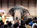 Festival à l’honneur des éléphants le 17 juillet 2014 à Thrissur, en Inde (Venus Upadhayaya/Epoch Times)