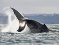 Une baleine à bosse saute dans les eaux de l’océan Pacifique, dans le parc naturel de Bahia Malaga, en Colombie. Chaque année, entre juin et novembre, les baleines à bosse s’engagent dans une migration saisonnière de la  péninsule Antarctique aux côtes équatoriales de la Colombie, pour se reproduire, se nourrir et se reposer. (Luis Robayo/AFP/Getty Images)
