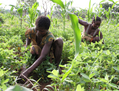 Des agriculteurs dans leur champ en République centrafricaine. (Photo FAO/A. Masciarelli)
