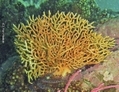 Leptogorgia Péruvia, une variété de coraux. C’est une famille de coraux mous. Presque tous les genres et espèces sont originaires des côtes est et ouest de l’Amérique. (Wikipédia)
